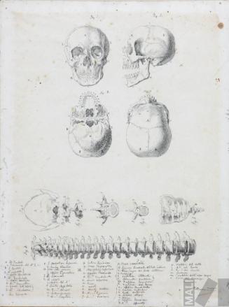 Tablas anatómicas 3 y 4: cráneo y columna vertebral