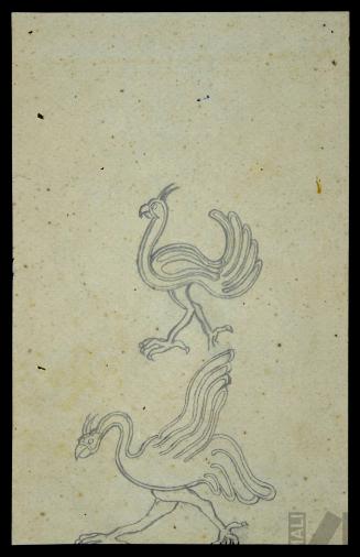 Aves