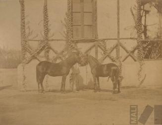 Poneys del Parque de la Exposición