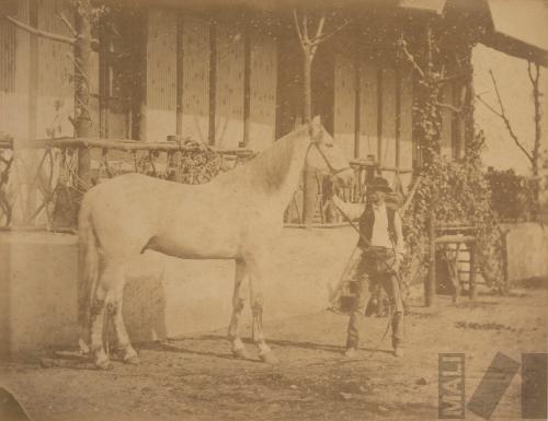 Caballo padre en el Parque de la Exposición