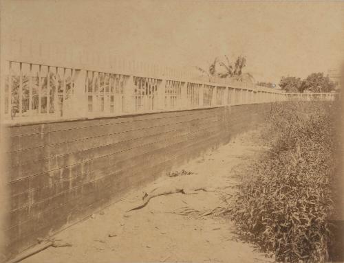 Lagartos del Parque de la Exposición