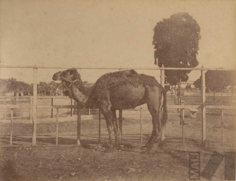 Dromedario del Parque de la Exposición