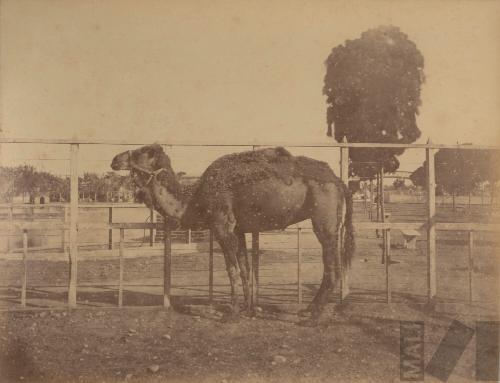 Dromedario del Parque de la Exposición