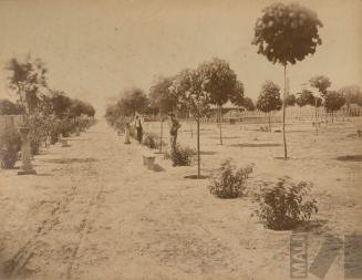 Alameda del Parque de la Exposición