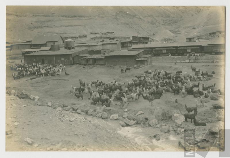 Llamas llevando mineral en la Sierra Central