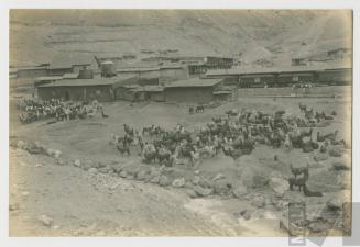 Llamas llevando mineral en la Sierra Central